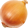 Cipolla