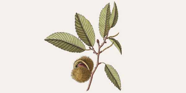 Potatura facile: Il castagno